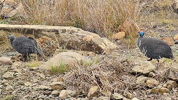 Faraone Helmeted (Numida meleagris) al Kruger